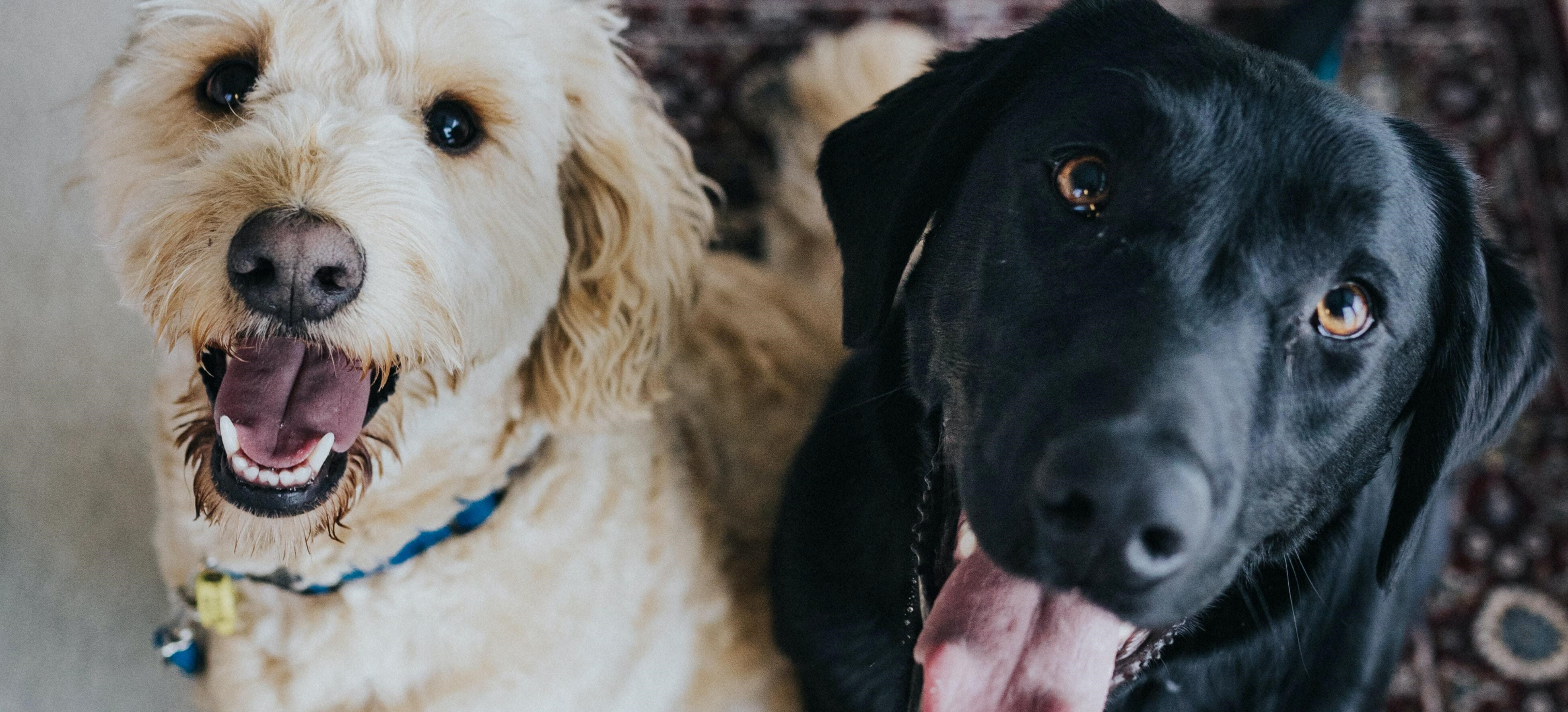 two cute dogs posing for a pic