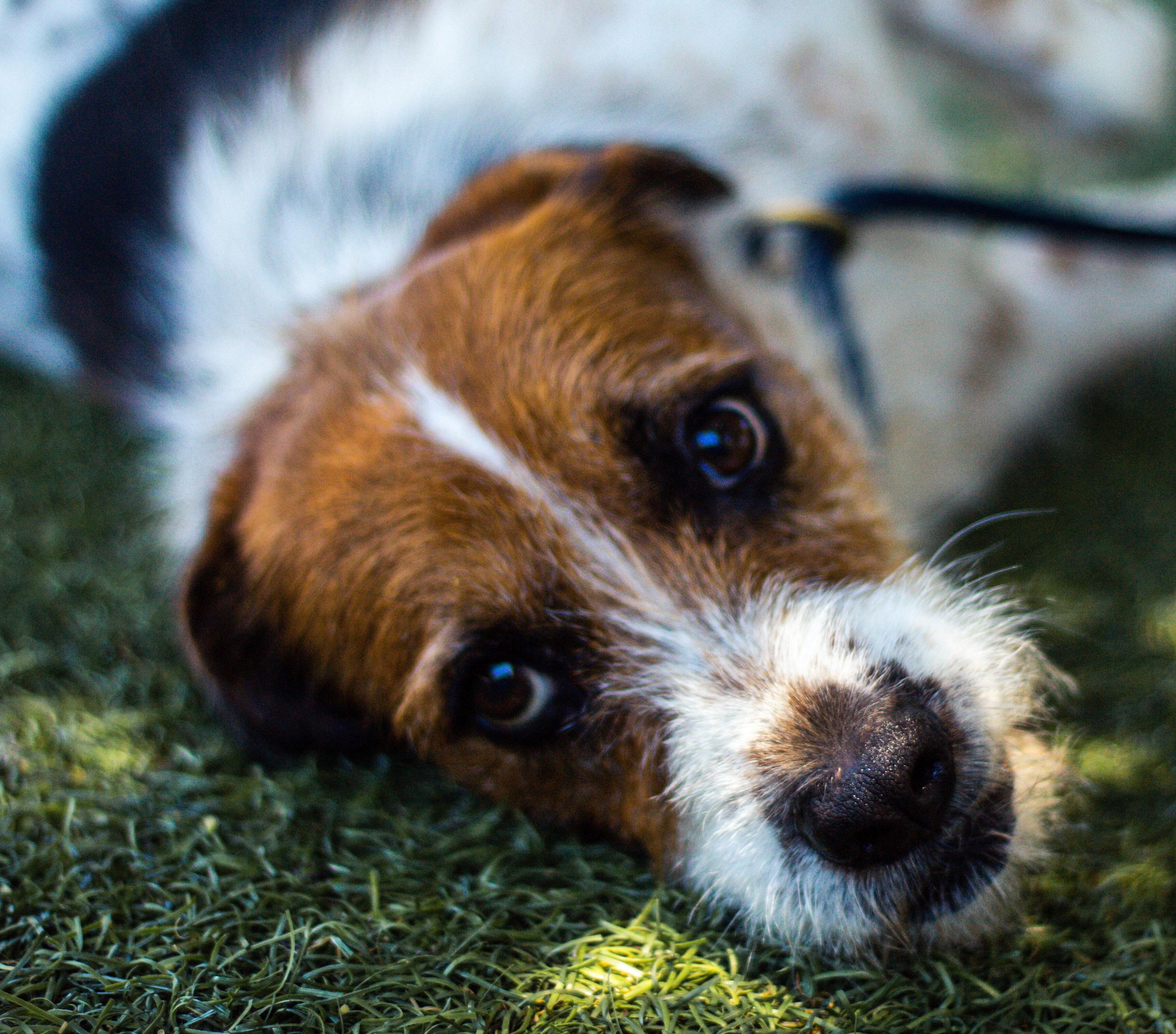puppy looking at the camera