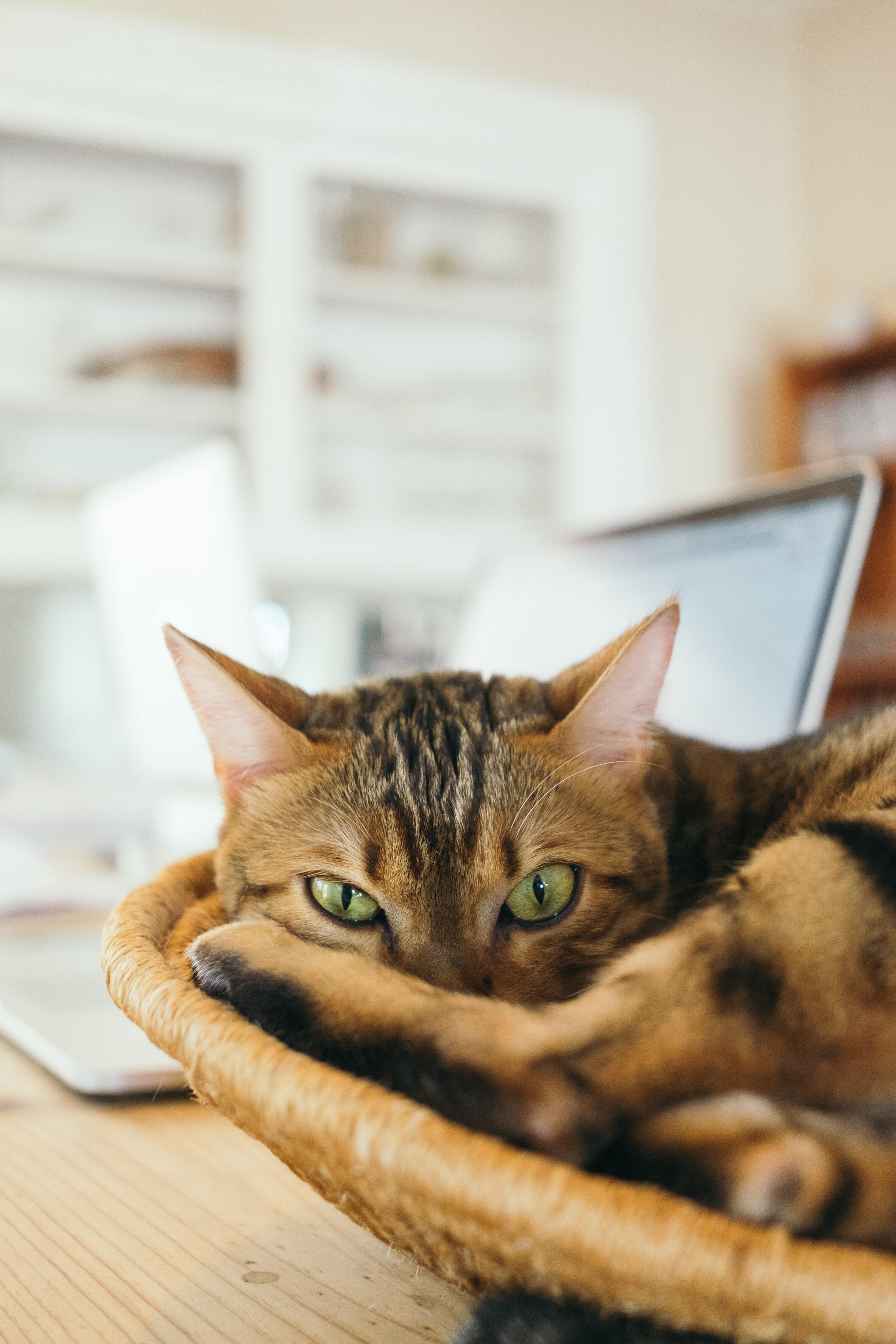 cat