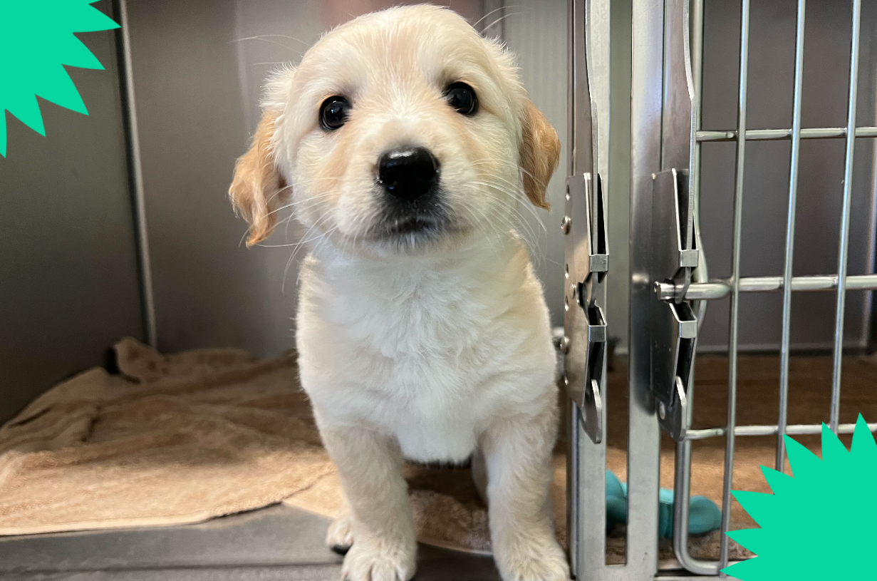 Grey Mountain litter puppy