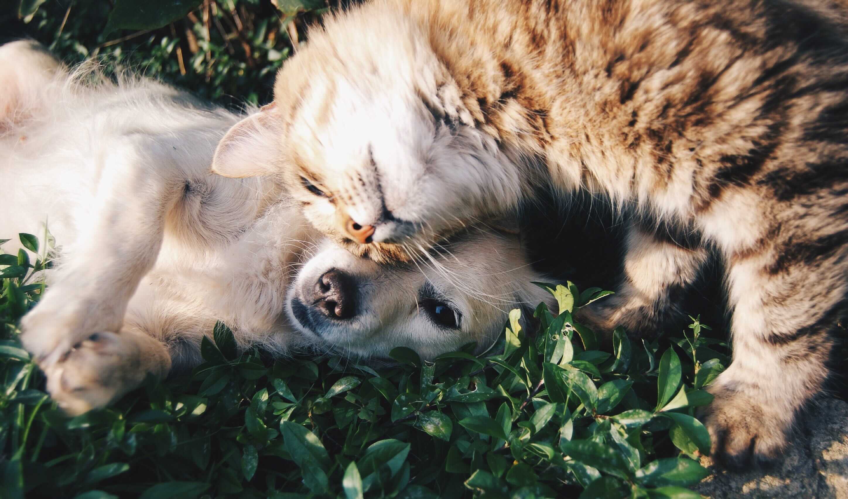 Dogs dogs